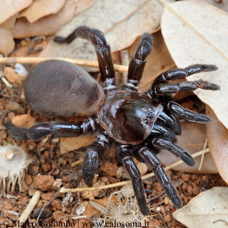 Amblyocarenum nuragicus, nuova specie di ragno botola